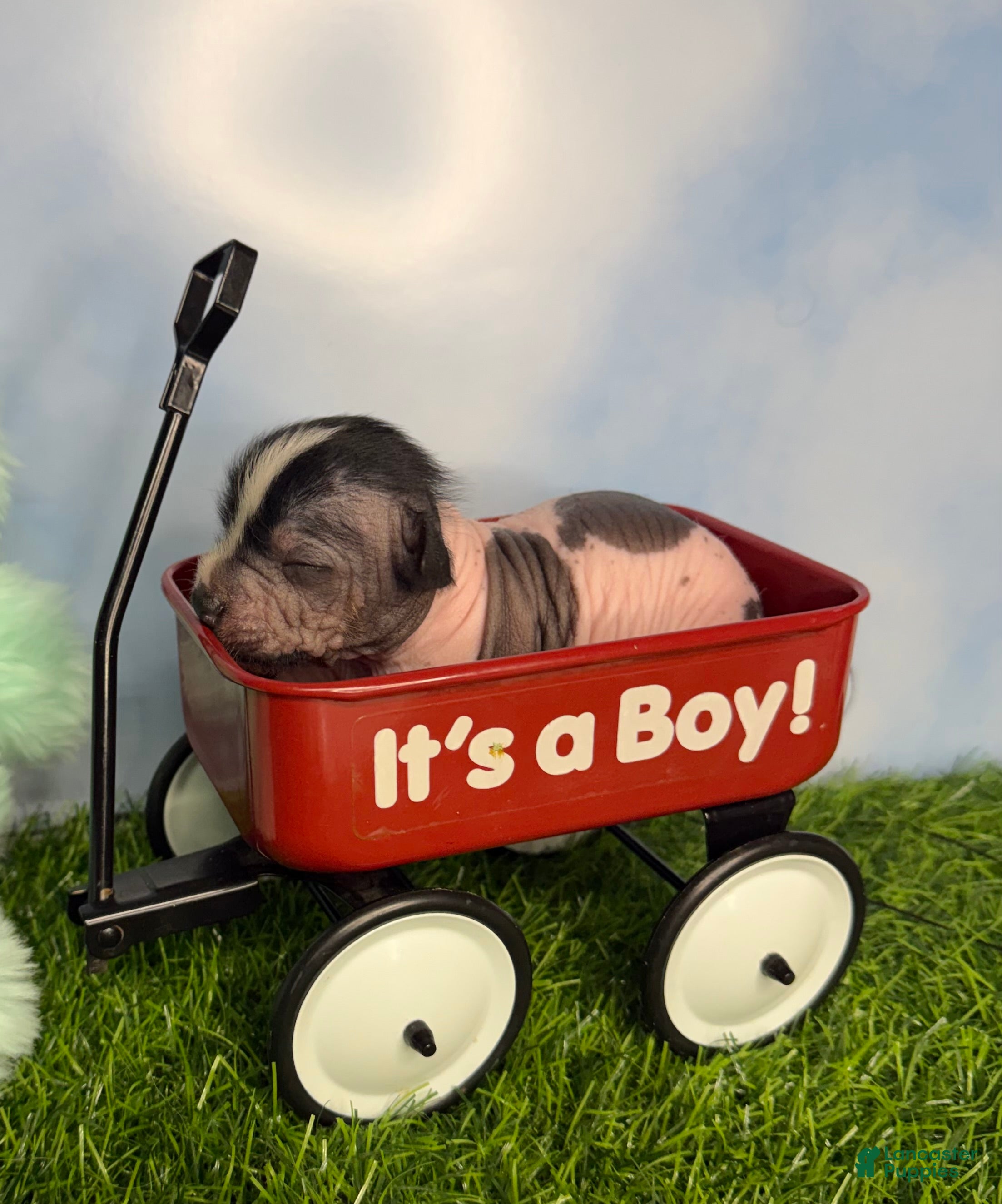 Mixed Breed dogs Mixed Breed Puppy 3 - Ad 1