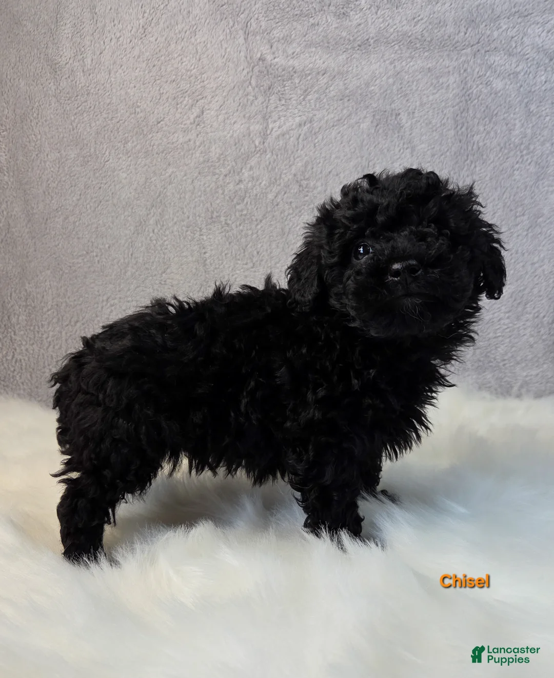 Miniature Poodle dogs for sale: Chisel  - Ad 4