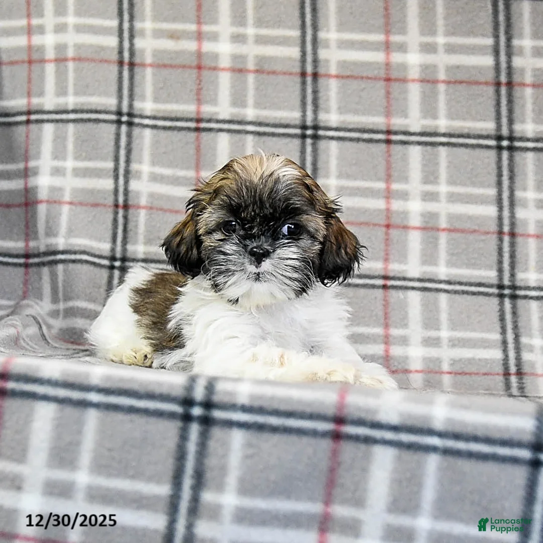 Shih Tzu dogs for sale: Sarge - Ad 7
