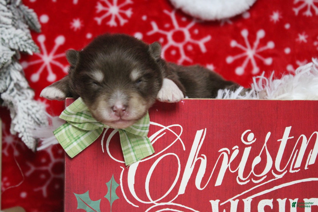 Pomsky dogs for sale: Huey  - Ad 7