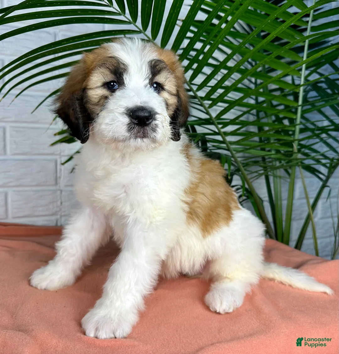 Saint Berdoodles dogs for sale: Sasha - Ad 6