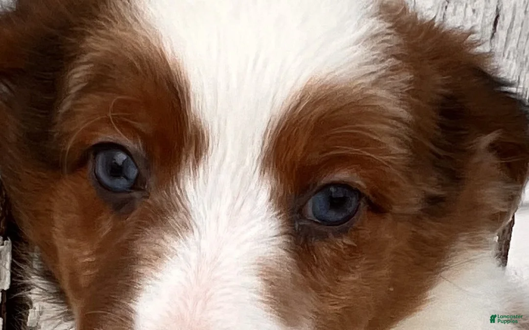 Mini Aussiedoodle dogs for sale: Sasha - Ad 6