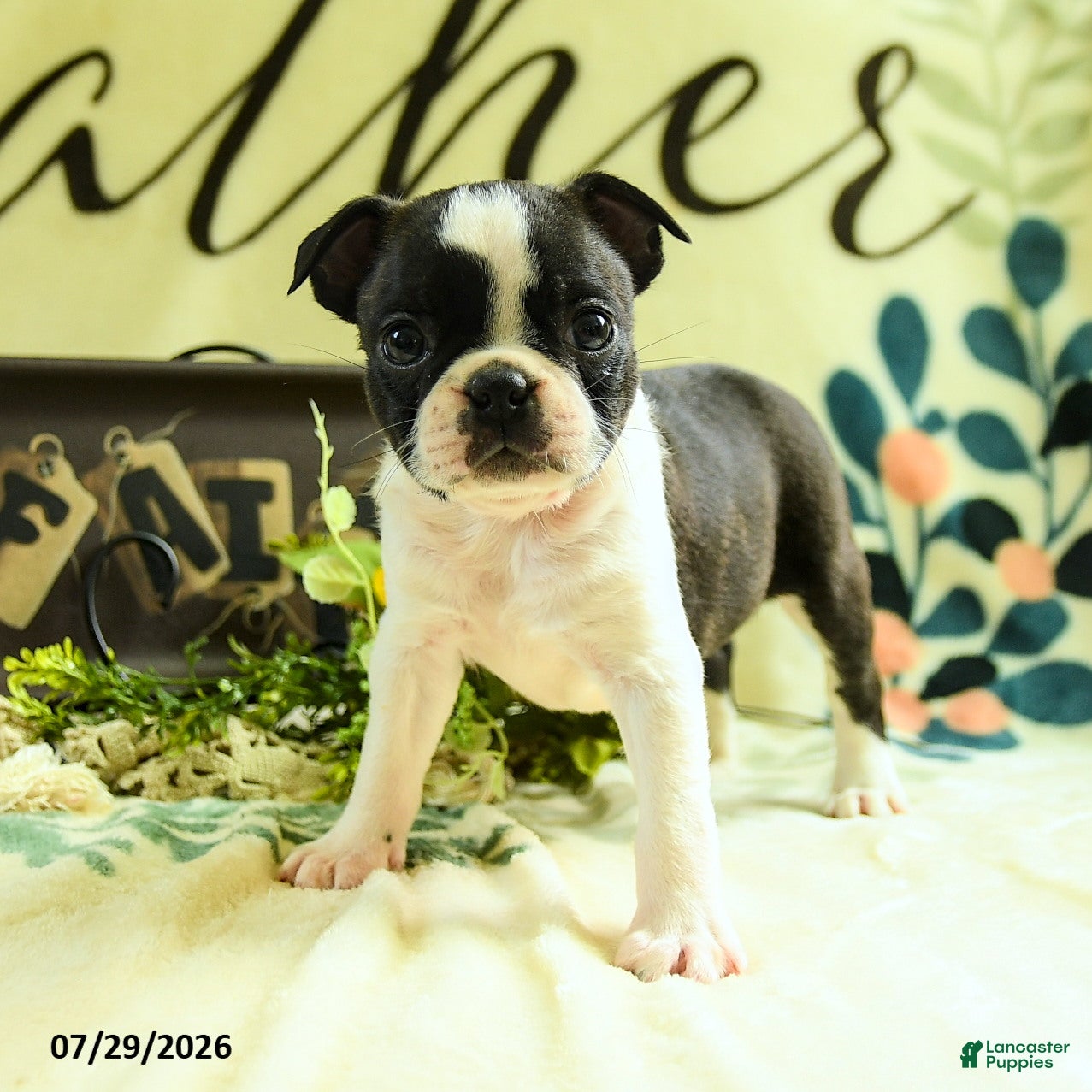 Boston Terrier dogs for sale: Zippy - Ad 1
