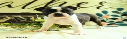 Boston Terrier dogs for sale: Zippy - Ad 1