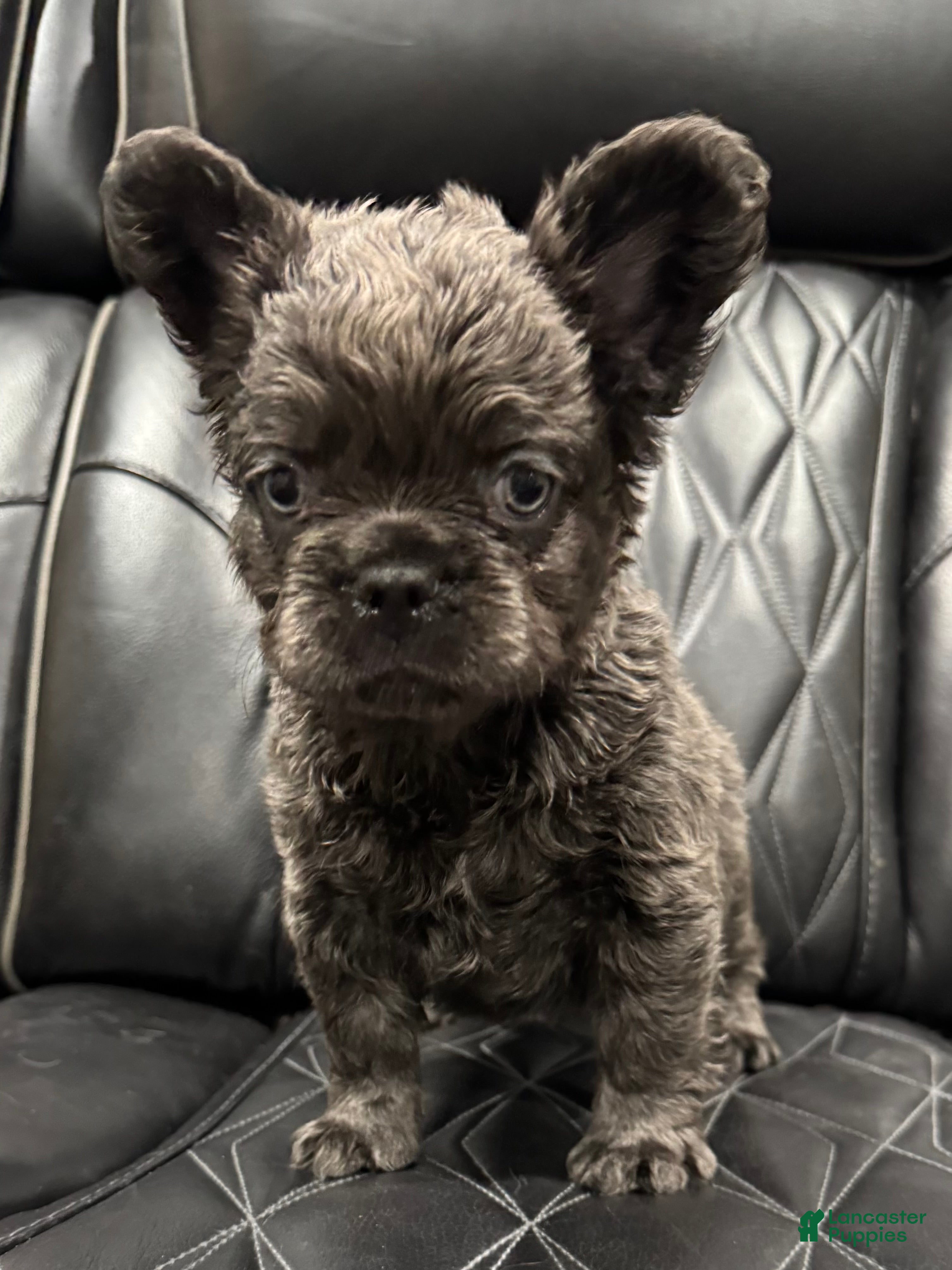 French Bulldog dogs FLUFFY BENTLEY - Ad 1