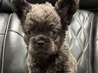 French Bulldog dogs for sale: FLUFFY BENTLEY - Ad 4