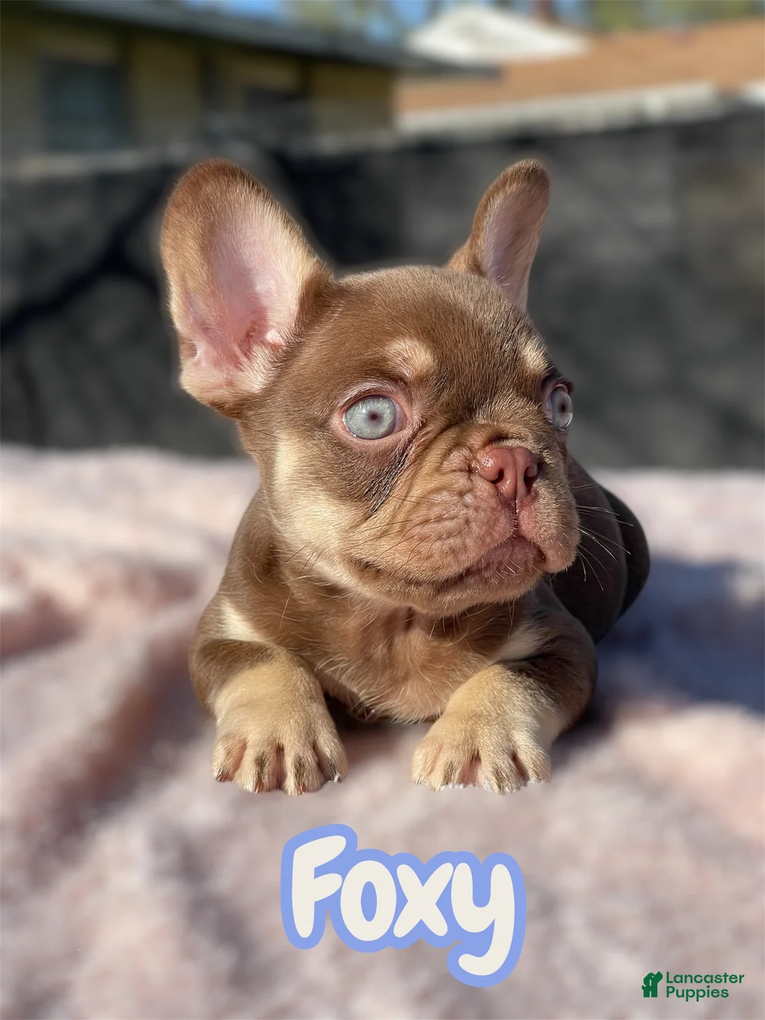 French Bulldog dogs for sale: Foxy - Ad 1