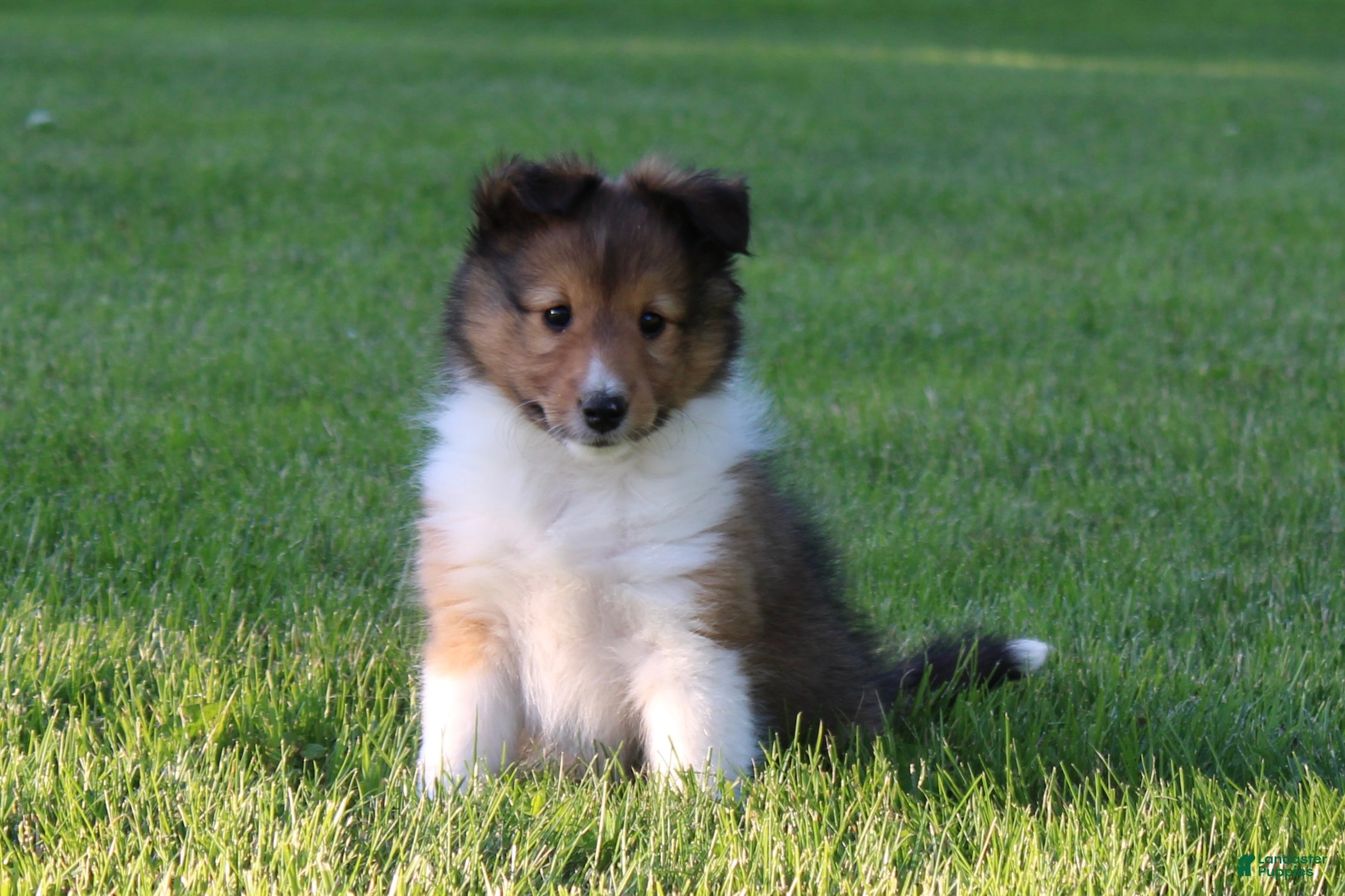 Shetland Sheepdog dogs Liberity - Ad 1