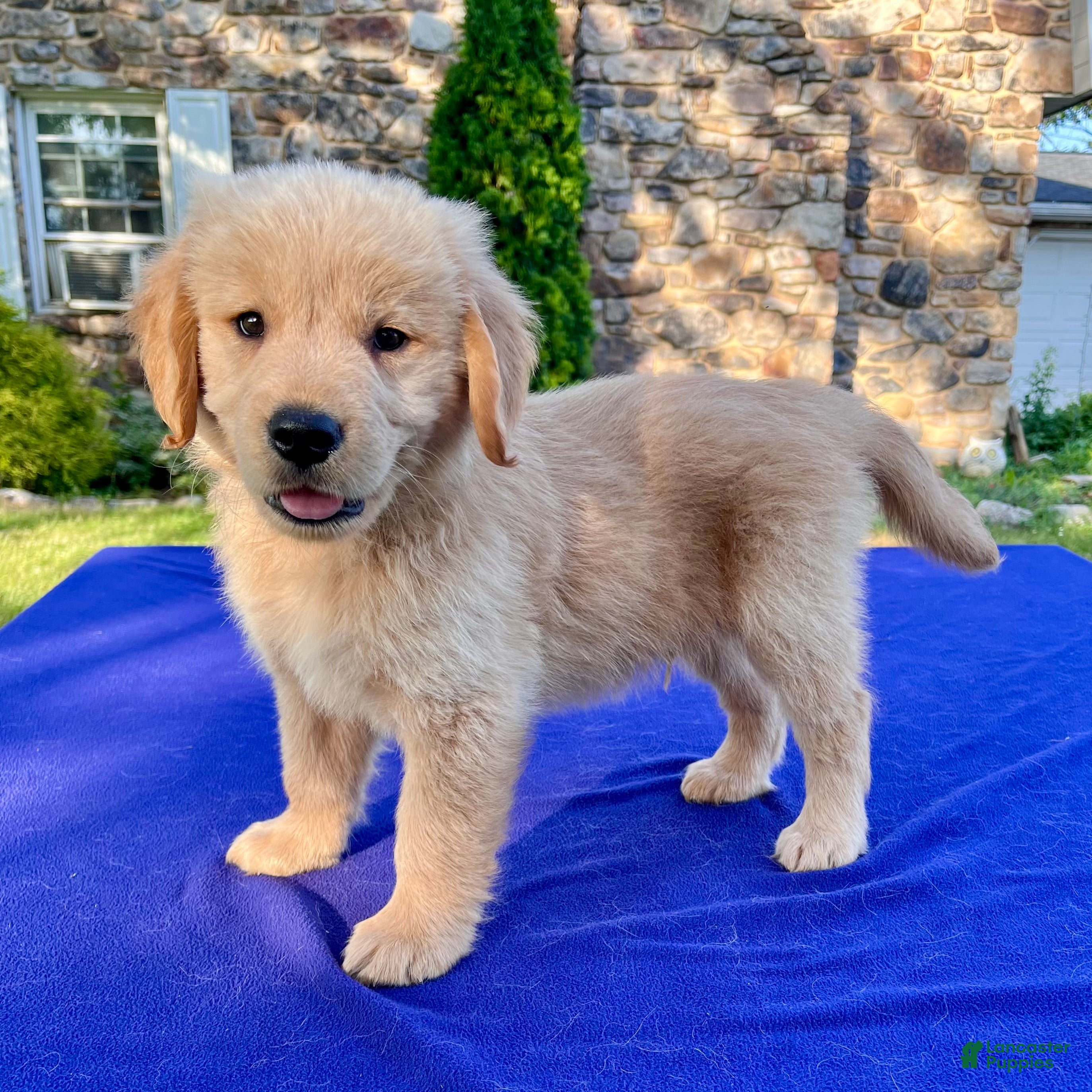 Golden Retriever dogs Chip - Ad 1