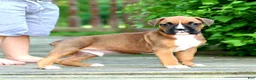 Boxer dogs for sale: Dexter - Ad 7