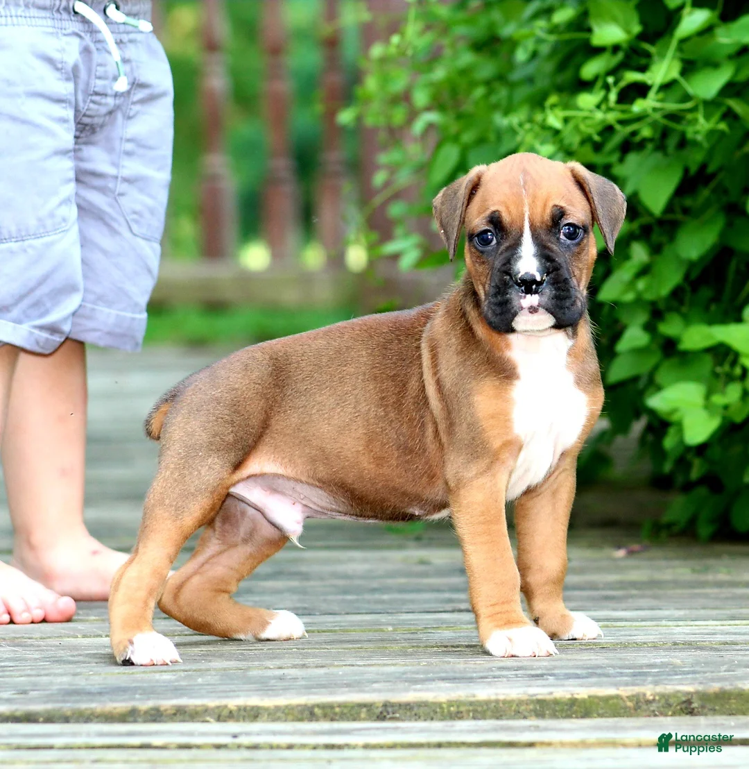 Boxer dogs for sale: Dexter - Ad 7
