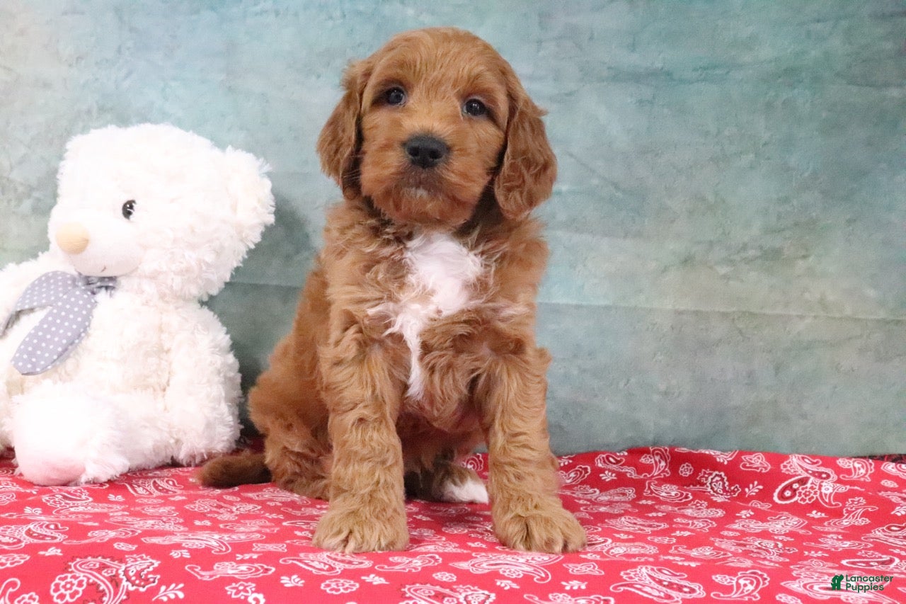 Mini Goldendoodle dogs Dillard - Ad 1