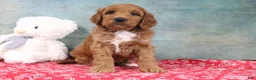 Mini Goldendoodle dogs for sale: Dillard - Ad 1