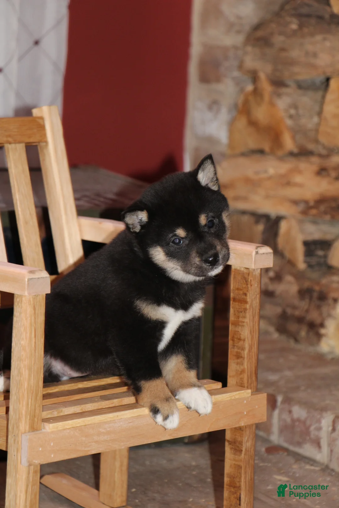 Shiba Inu dogs for sale: Shiba Inu Puppy 2 - Ad 2
