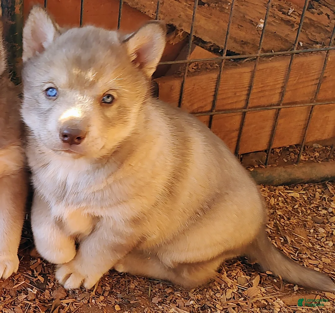 Siberian Husky dogs for sale: Siberian Husky Puppy 1 - Ad 1