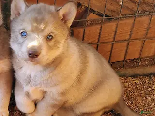 Siberian Husky dogs Siberian Husky Puppy 1 - Ad 34