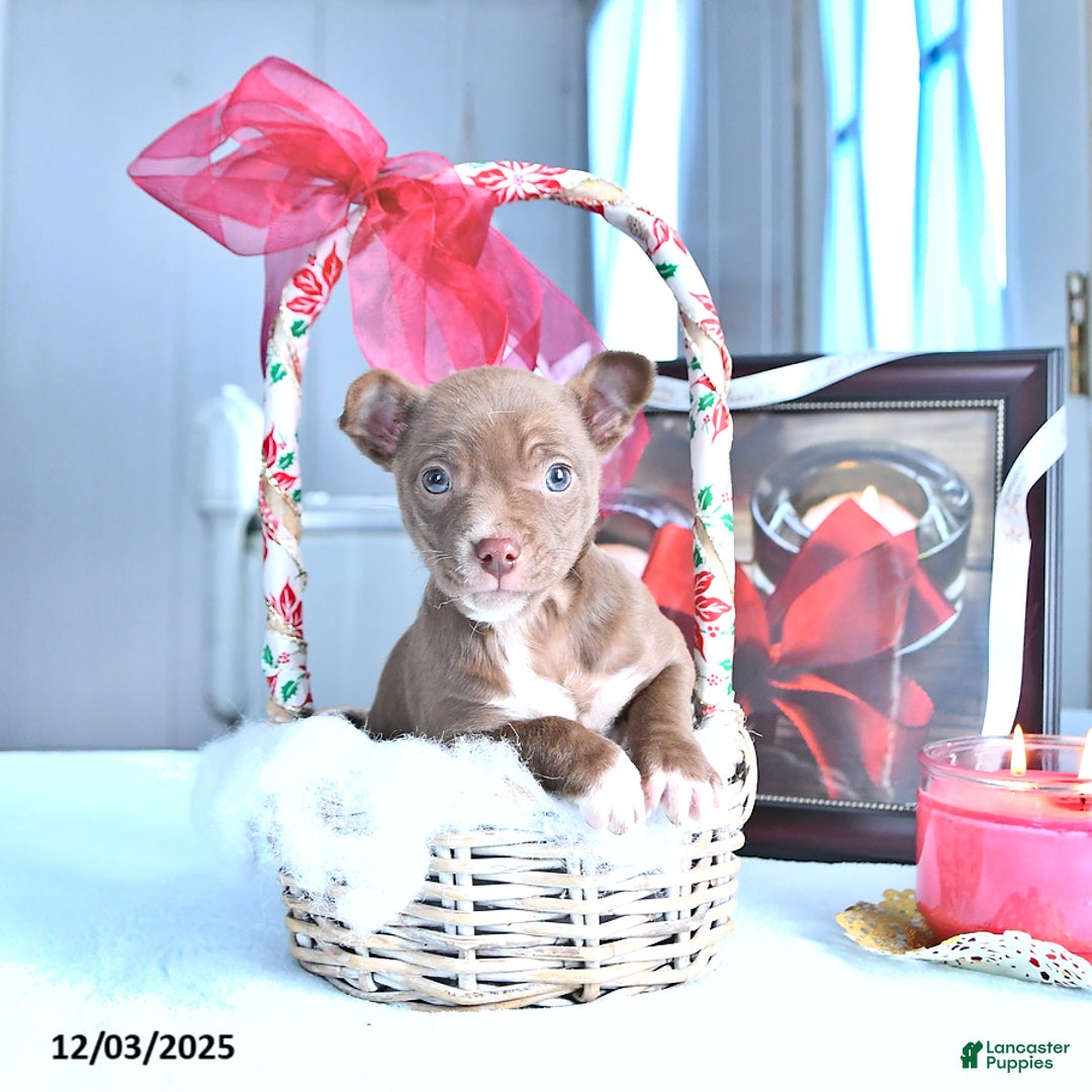 Chihuahua dogs for sale: Mr. Chocolate - Ad 2