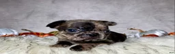Mixed Breed dogs for sale: Mr. Beau  - Ad 4