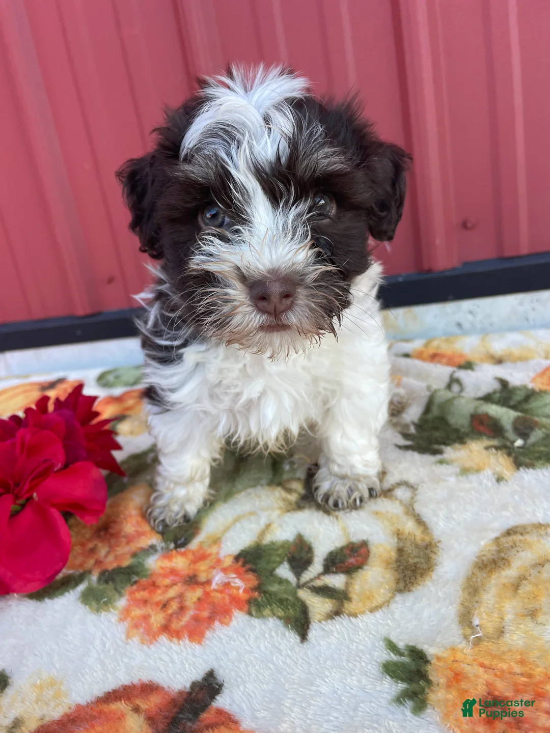Havanese dogs for sale: Toby - Ad 4
