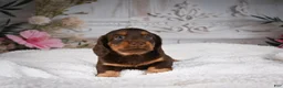 Miniature Dachshund dogs for sale: AKC-Jordan - Ad 3