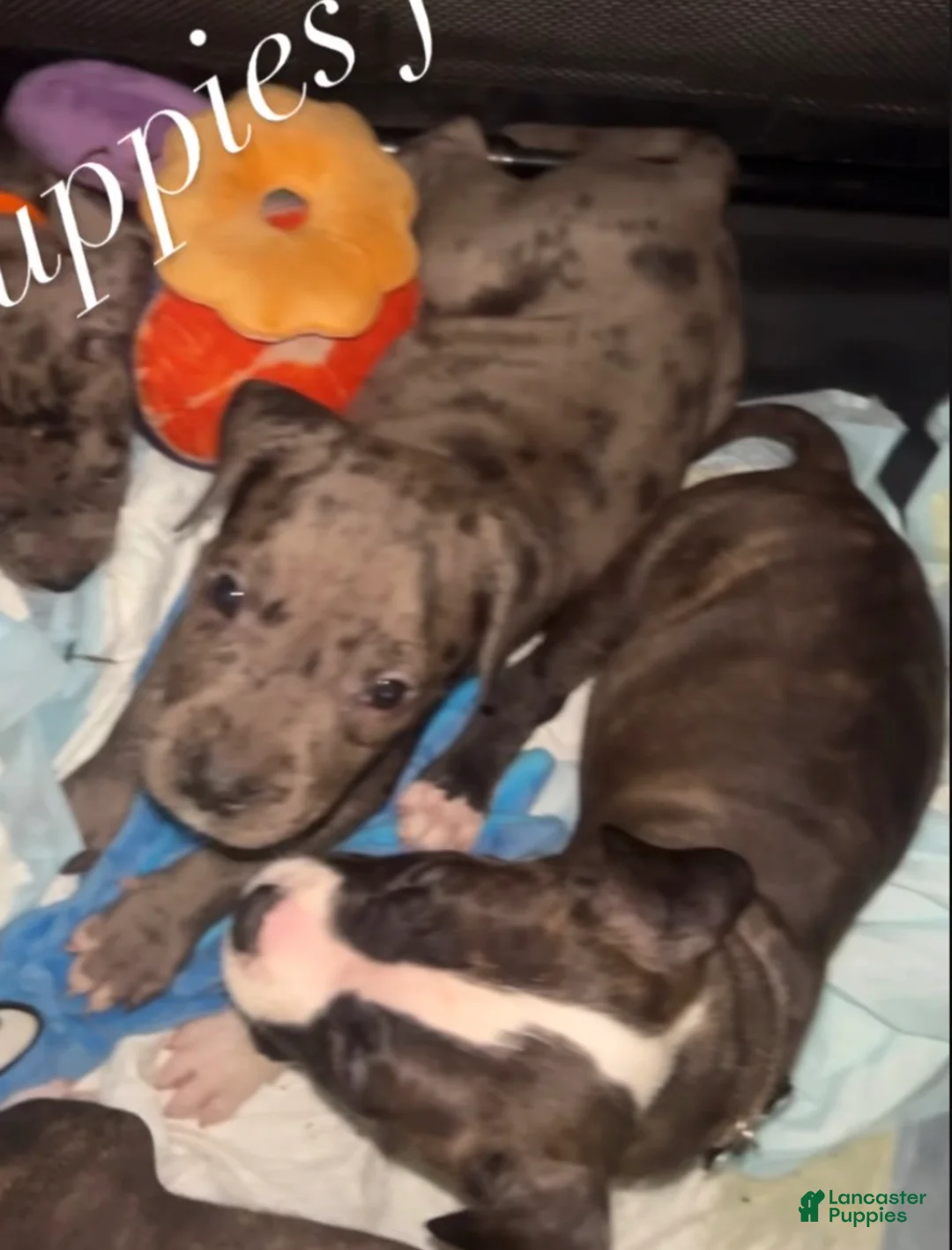 Mixed Breed dogs for sale: Mixed Breed Puppy 2 - Ad 2