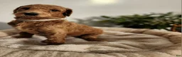 Standard Poodle dogs for sale: Fiona - Ad 3