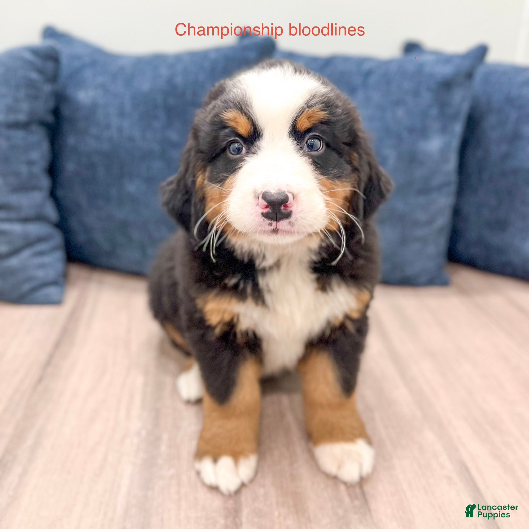 Bernese Mountain Dog dogs Casey - Ad 1