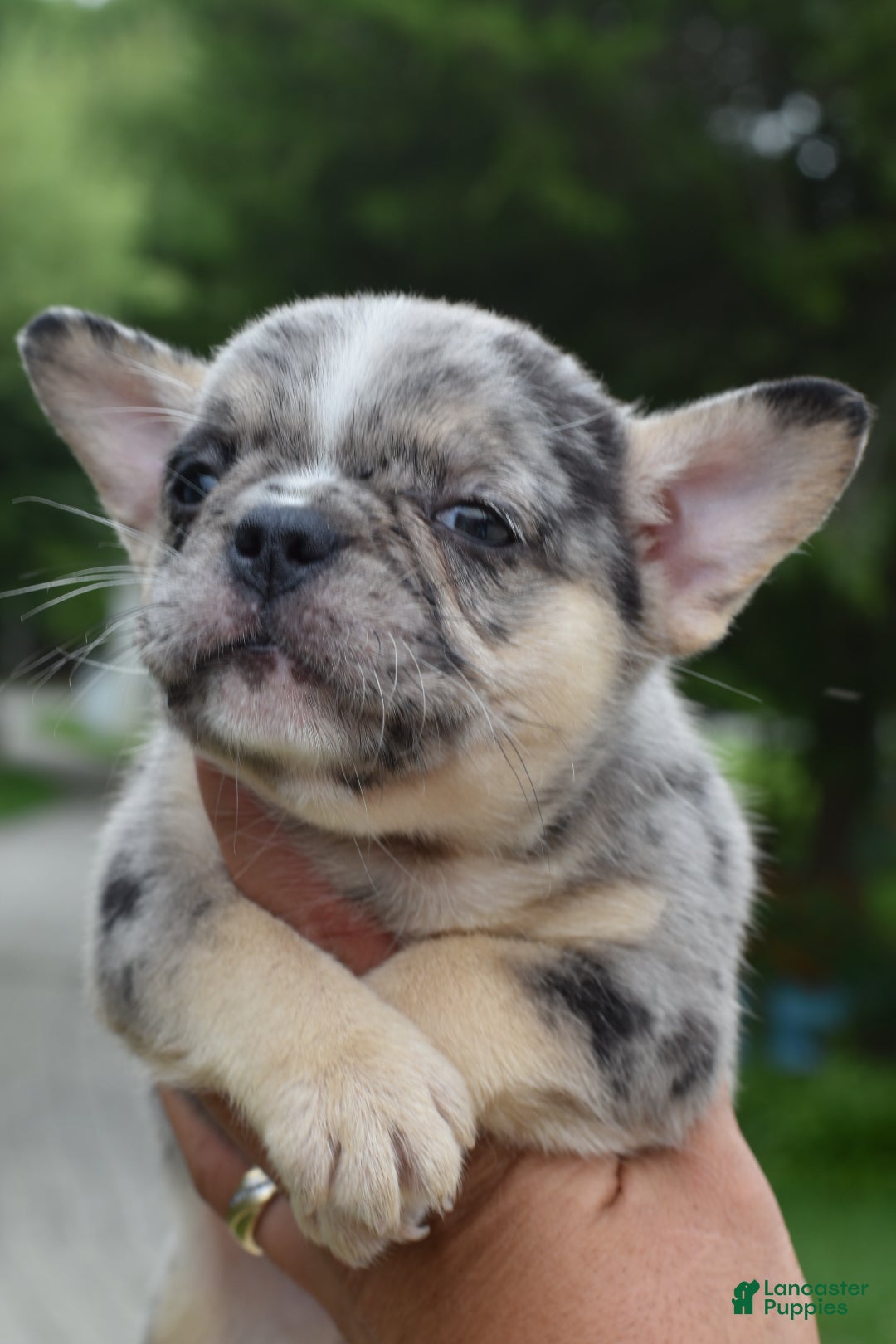Mixed Breed dogs Cindy merle and tan  - Ad 1
