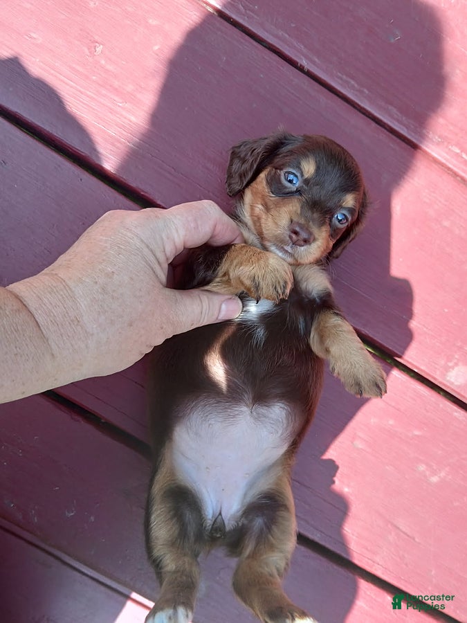 Miniature Dachshund dogs Kelsie - Ad 2