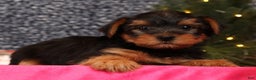 Yorkshire Terrier dogs for sale: Marlon - Ad 8