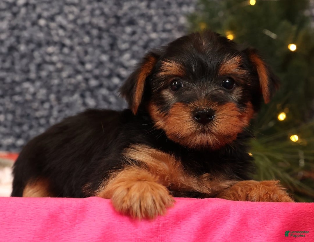 Yorkshire Terrier dogs for sale: Marlon - Ad 8