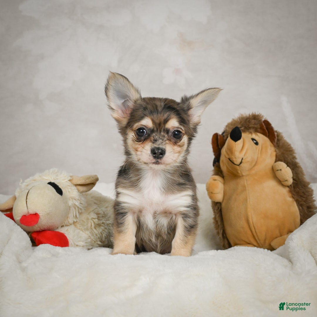 Chihuahua dogs for sale: Geronimo - Ad 2