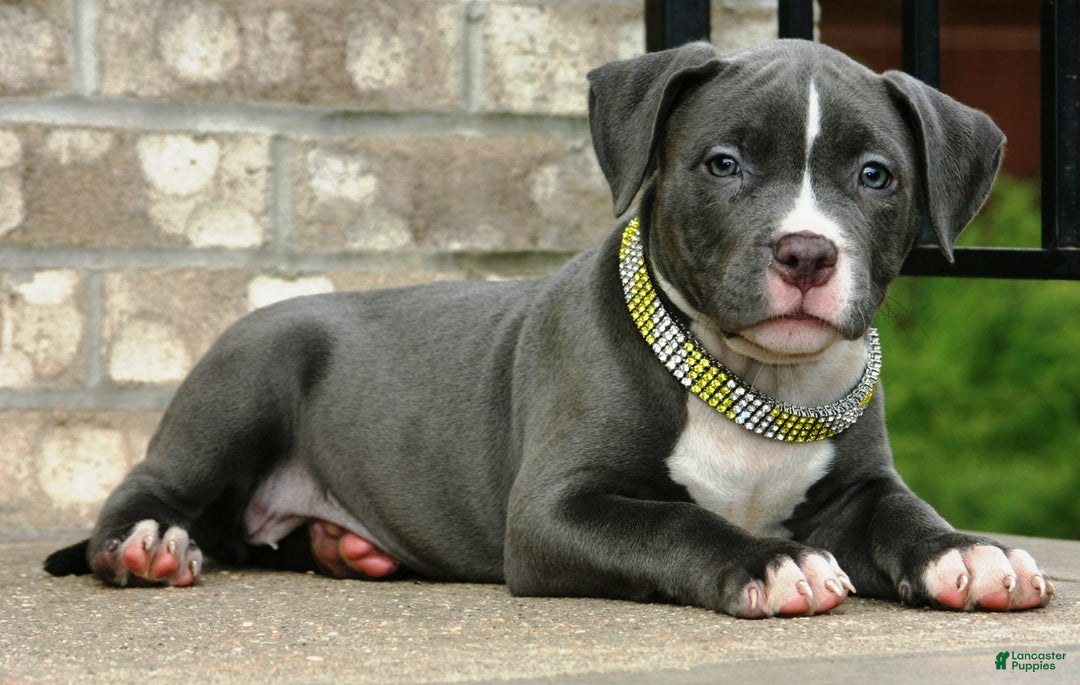 American Bully dogs for sale: SNOOP DOGG - Ad 3