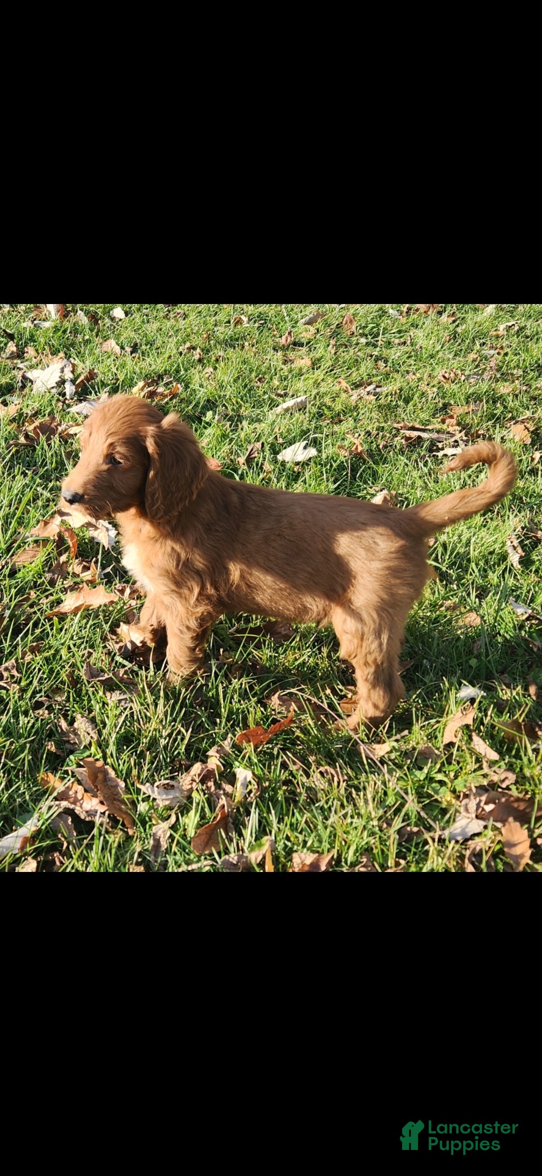 Mixed Breed dogs for sale: Lindy - Ad 1