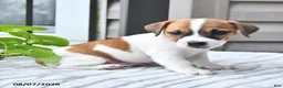 Jack Russell Terrier dogs for sale: Winston - Ad 3