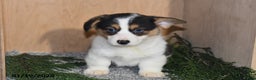 Welsh Corgi Pembroke dogs for sale: Sparky - Ad 4