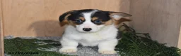 Welsh Corgi Pembroke dogs for sale: Sparky - Ad 4