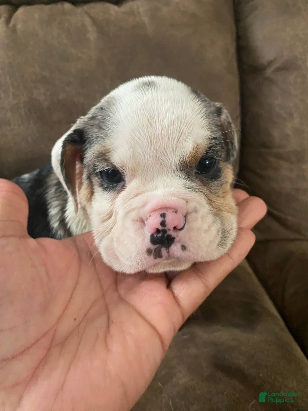 Beabull dogs for sale: Bashful - Ad 2
