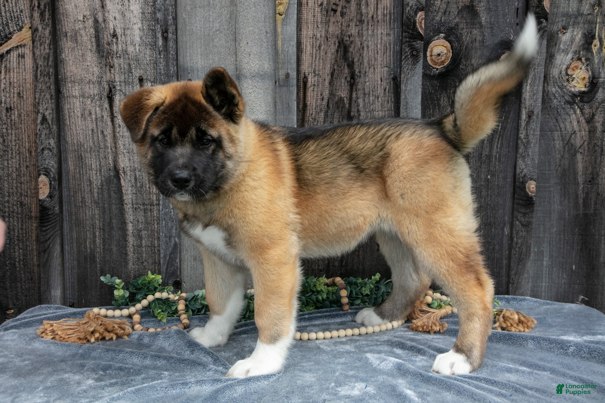 Akita dogs Sadie - Ad 2