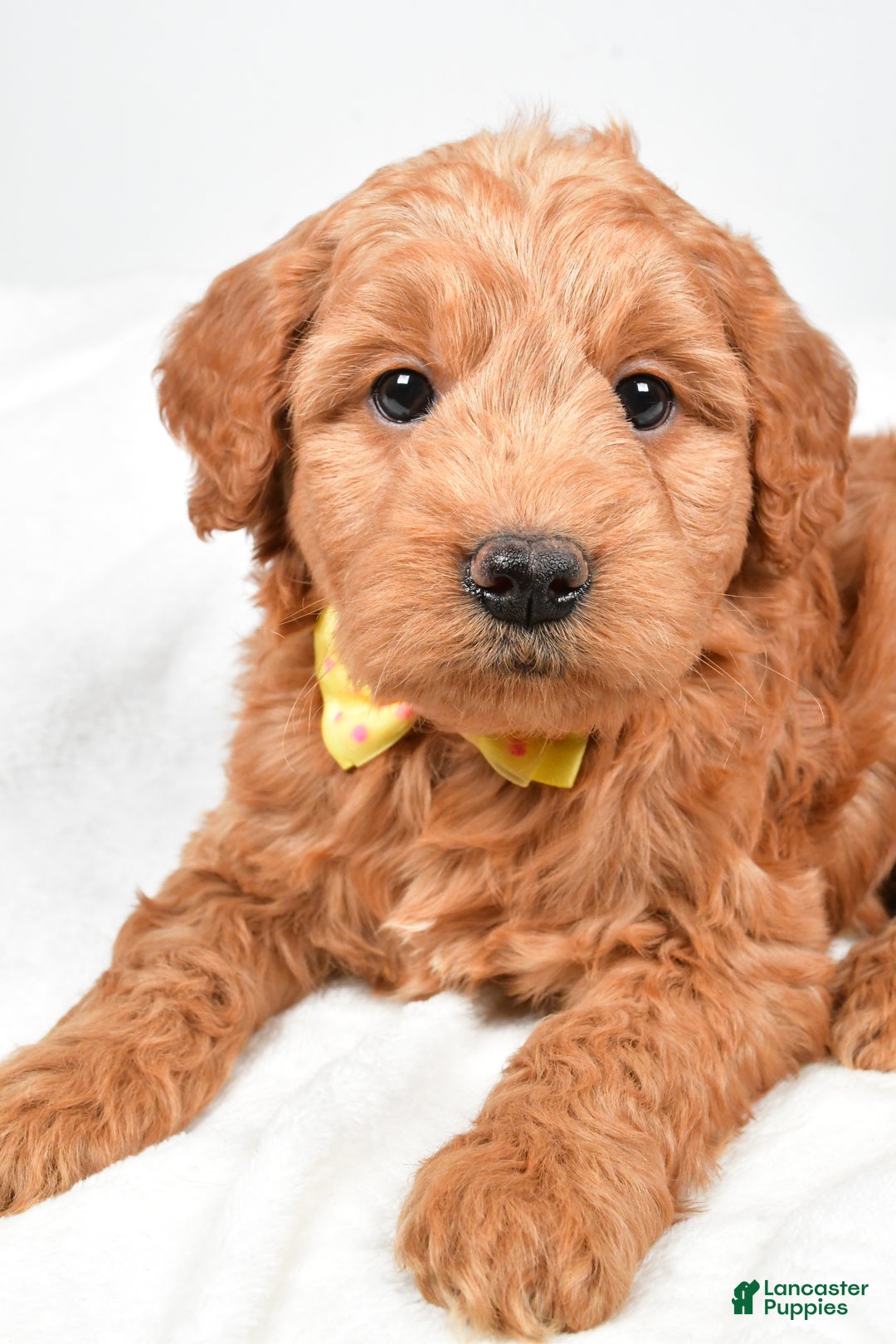 Mini Goldendoodle dogs for sale: Bruce - Ad 3