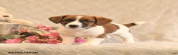 Jack Russell Terrier dogs for sale: Ruger - Ad 5
