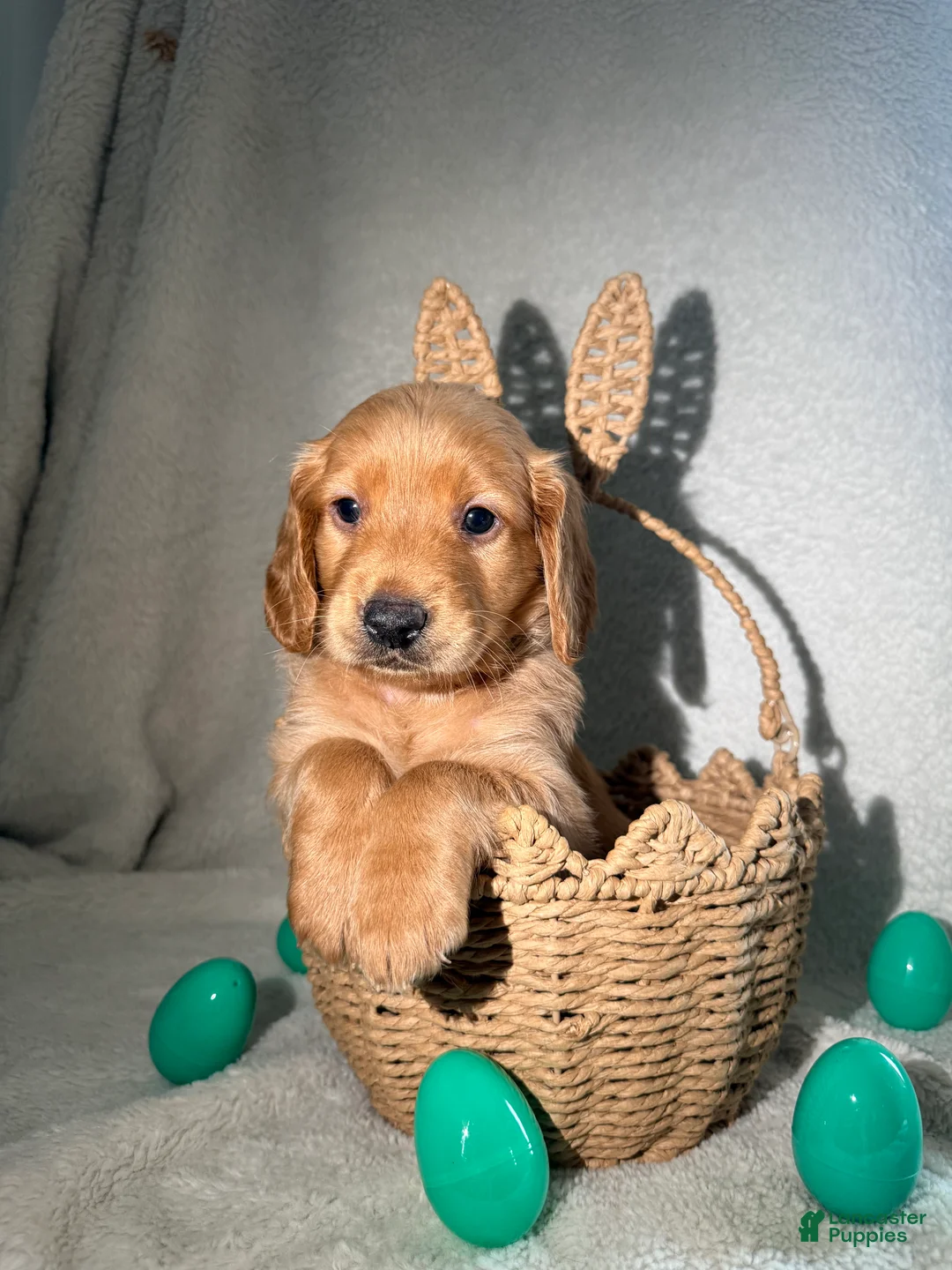 Goldendoodle dogs for sale: Chanel - green - Ad 2