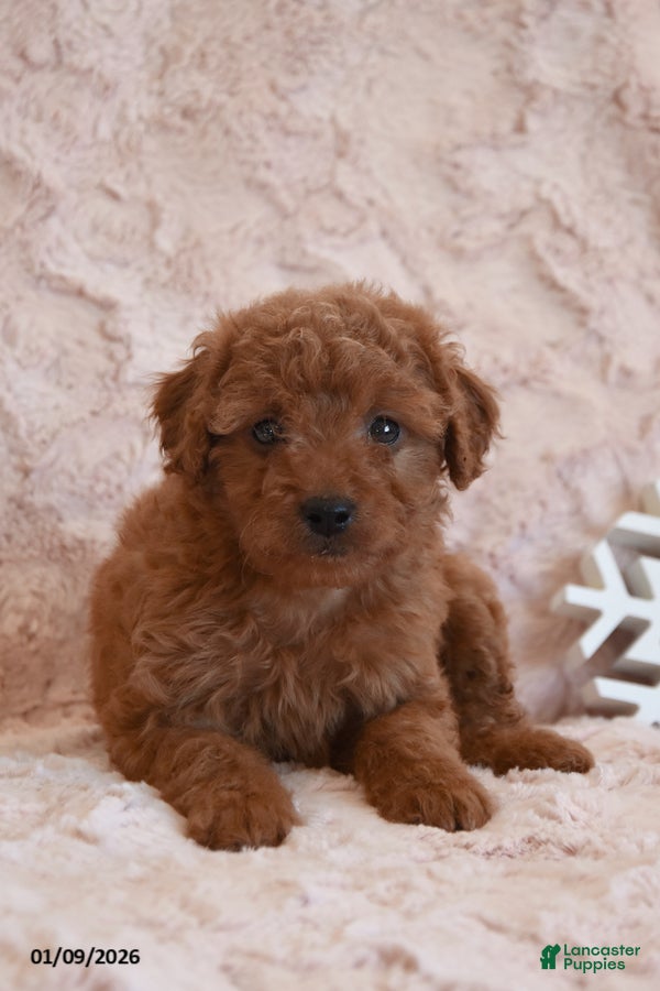 Mini Goldendoodle dogs Dolly - Ad 4