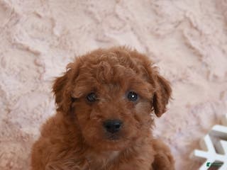 Mini Goldendoodle dogs Dolly - Ad 15