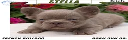French Bulldog dogs for sale: Stella - Ad 1