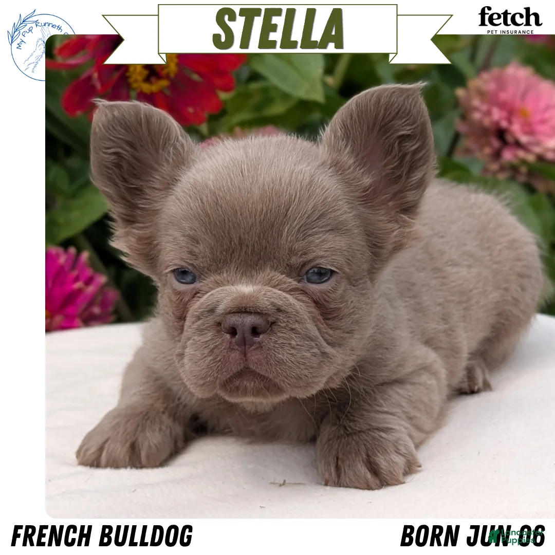 French Bulldog dogs for sale: Stella - Ad 1