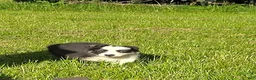 Australian Shepherd dogs for sale: Dilute blue - Ad 3