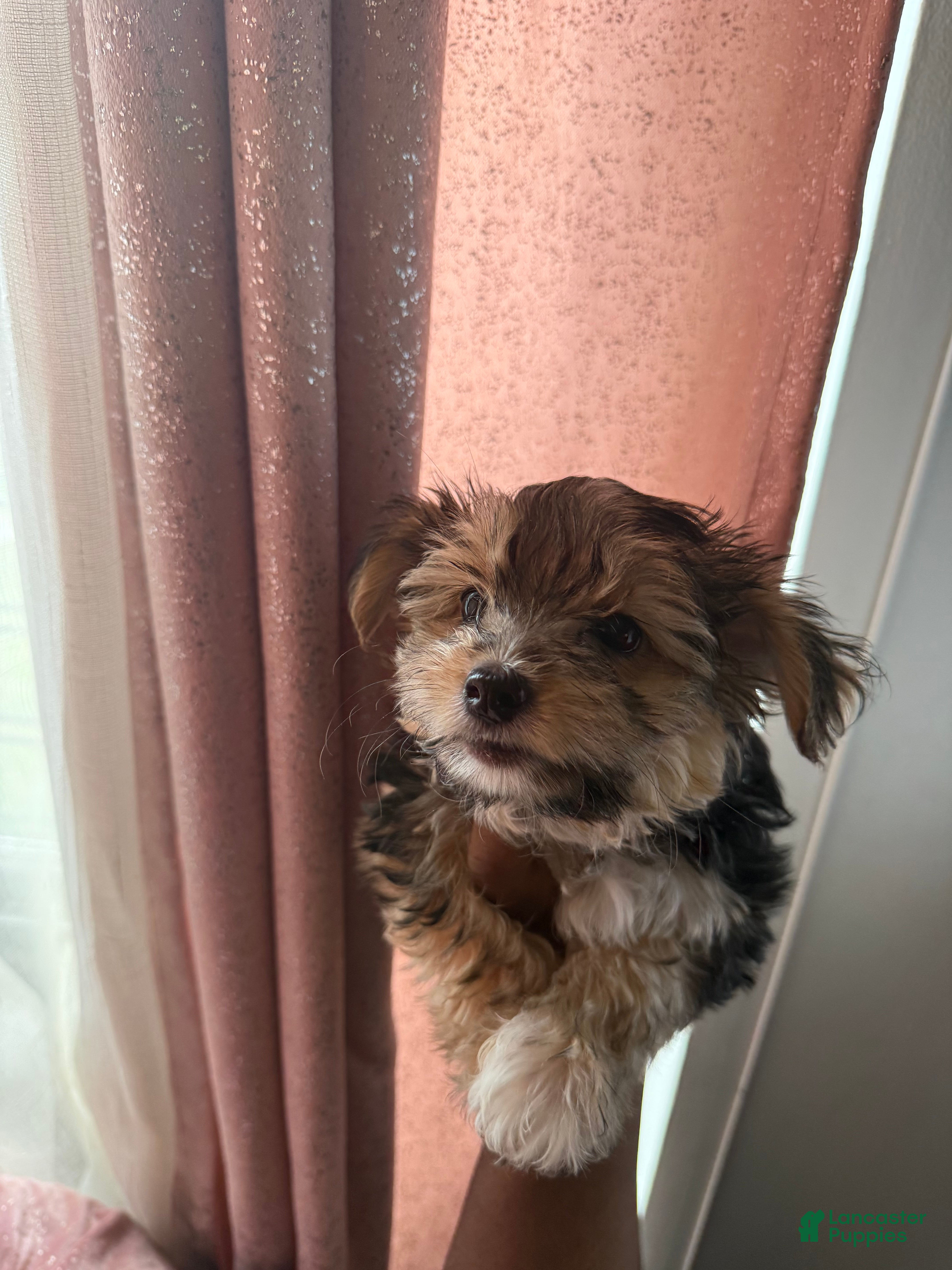Mixed Breed dogs Yorkie Bichon Puppy 1 - Ad 2