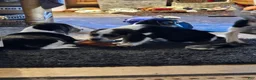 Beagle dogs for sale: Kylie - Ad 11