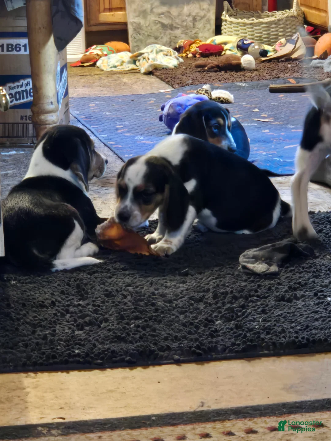 Beagle dogs for sale: Kylie - Ad 11